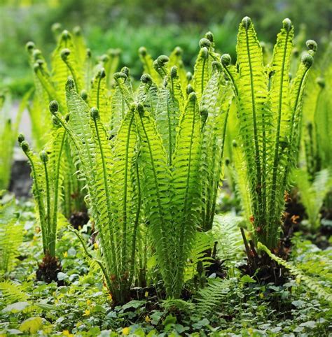 How To Grow Edible Ferns Home And Garden Reference