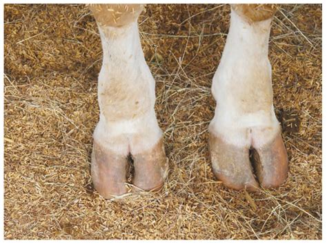 Managing Dairy Cow Foot Health With Nutrition Crystal Creek