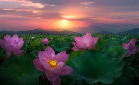 Red And Green By Shanyewuyu On 500px Flower Landscape Flowers