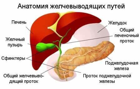 Желчь лечение диета физиологическое сокращение желчного пузыря что это такое физиологическое сокращение желчного пузыря что это такое Желчь лечение диета