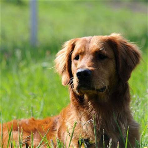 Find out what you'll need to have a retriever. Golden Retriever Breeders | Golden Retriever Puppies For ...