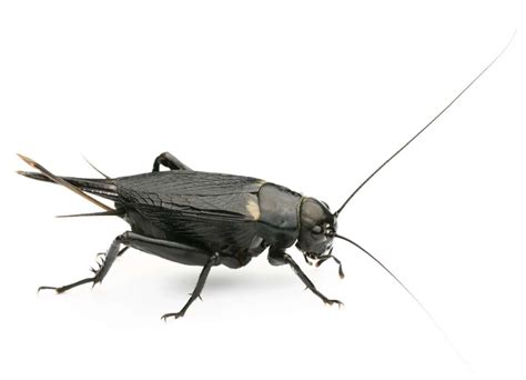 Crickets Are Invading Homes And Businesses