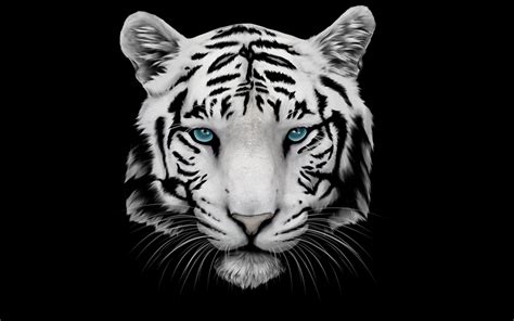 White Tiger Wallpaper High Definition Animals Wallpapers Pinterest