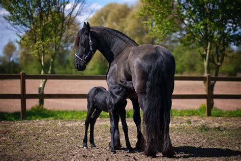 100 Black Horse Names Ideas For Dark And Mysterious Horses Pet Keen