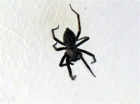 Black House Spider Toxic Painful Bite But Not Fatal Bern