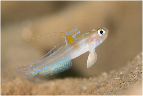 The Kojiro Goby A Remarkable And Beautiful New Species
