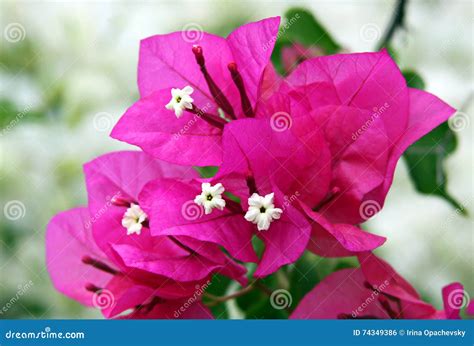 Flowers And Bracts Of Bougainvillea Stock Photo Image Of Bract