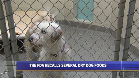 This recall did not only affect kirkland but also 9 other pet food brands that also utilized diamond pet food as their manufacturer. Several recalls issued by the FDA for dry dog food | Dry ...