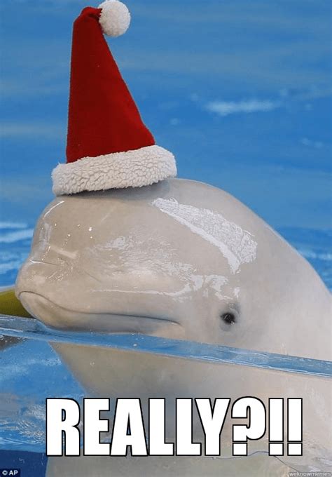 There Is Nothing Cute About Whale And Dolphin Captivity Heres Why