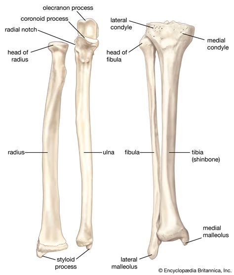 Hand Joint Skeleton Model Hand Ulna And Tibia Palm Skeletal Model With