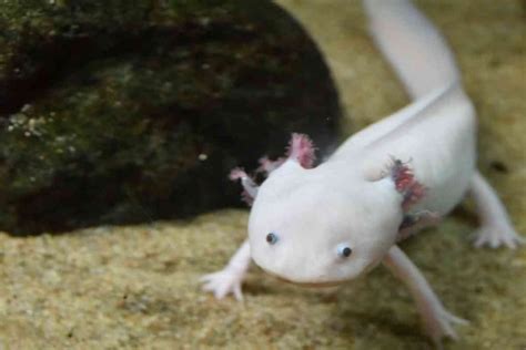 Are Axolotls Good Pets A Pros And Cons List Embora Pets