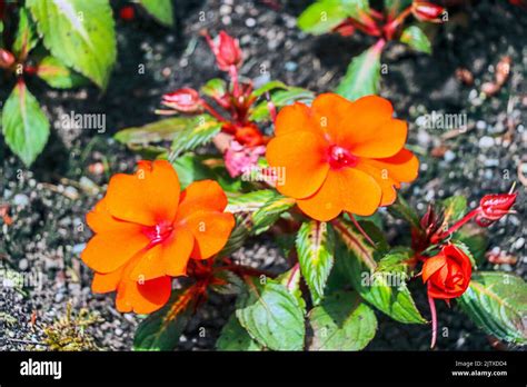 Garden Impatiens Hi Res Stock Photography And Images Alamy
