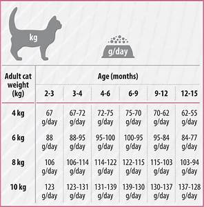 25 Best Pictures Cat Weight Chart By Age Cat S Cradle A Guide To