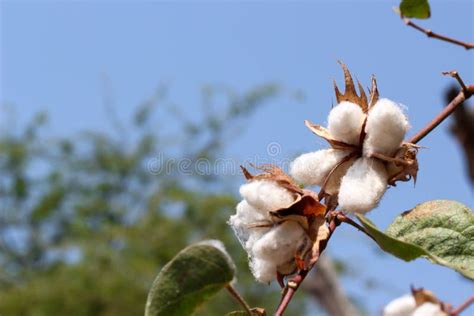 Cotton Plant Ready To Harvest White Field Stock Image Image Of Growth