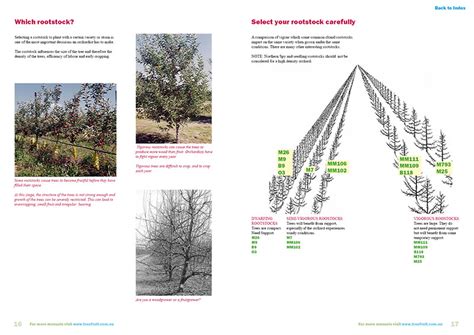 The central leader is a single trunk from which three or four scaffold branches emerge at intervals up the trunk. Orchard manual to grow apples on Central Leader system