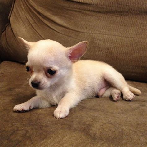 Chihuahua Puppy Sold 6 Years 8 Months Cute Male Chihuahua For Sale