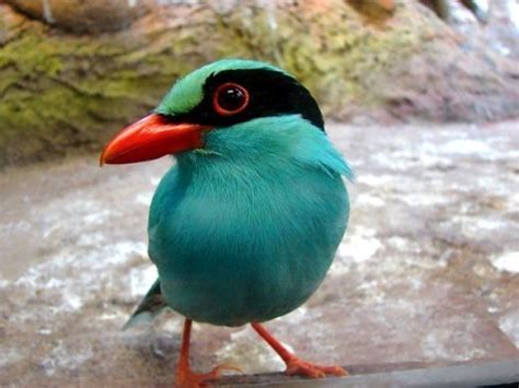 sebuah penjelasan yang begitu sederhana dan alamiah. Burung-burung cantik di dunia | Regina Theyser