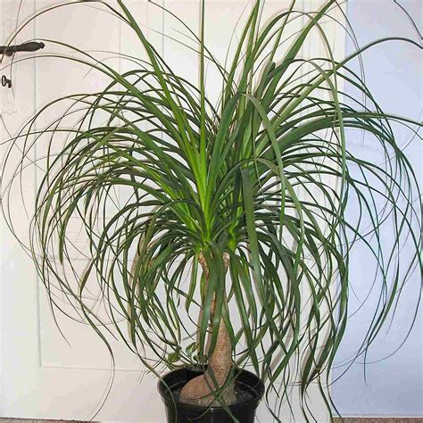Types Of Indoor Palm Plants To Grow