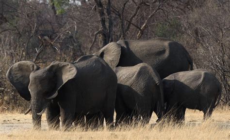 Poaching Claims Lives Of 100000 African Elephants In Three Years