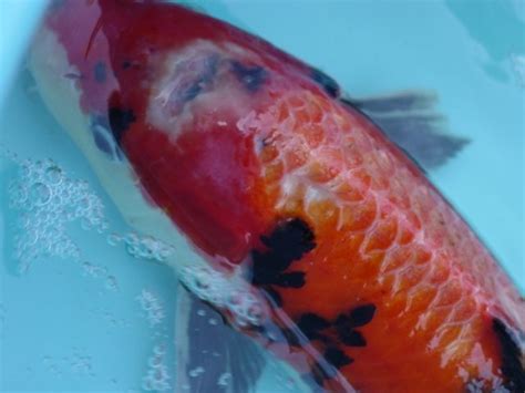 Koi Herpes Virus Real Life Timeline Symptoms Fish