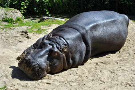 Large Hippo Stock Photo Image Of Endangered Relaxing 32093156