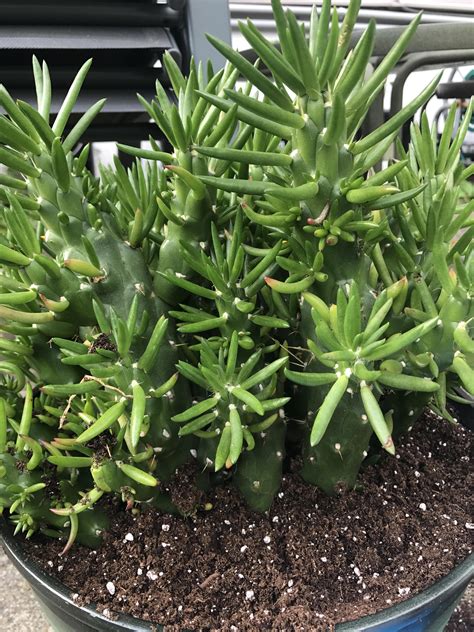 How to propagate orchid cactus (epiphyllum). How do I propagate my Gumbi Cactus? : cactus