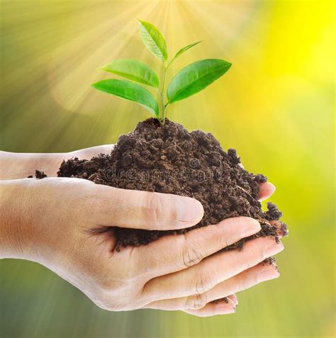 Young Plant Sprouting From The Ground In Hands Stock Photo Image Of