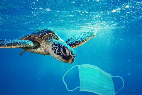 Marine Life Dont Need Ppe Plastic Pollution Best Bermuda