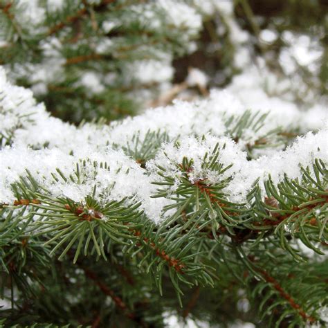 Evergreen Branch In The Snow Free Stock Photo Public Domain Pictures