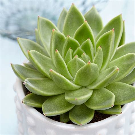 The red tips are so much brighter and thicker on the side of the plant in full sun. Buy moulded wax succulent Echeveria agavoides: £8.99 ...