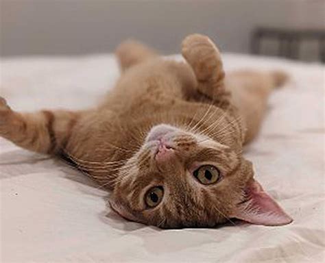 It’s A ‘cat’ Astrophe Feline Population At Huntsville Shelter Hits Peak