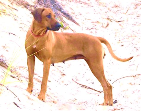 11 Dog Breeds Best Suited For Indian Climate Hubpages