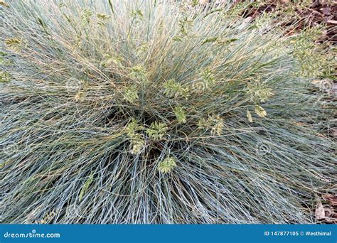 Festuca Glauca Blue Fescue Clump Forming Perennial Grass Stock Image