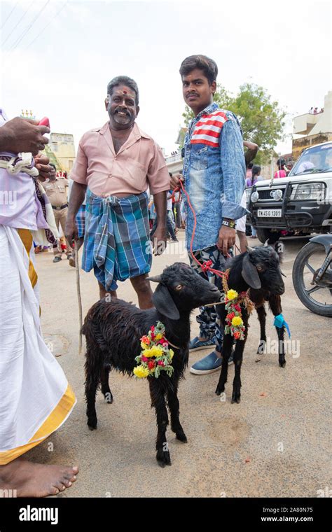 Two Men Holding Their Young Goats At The Kutti Kudithal Festival In