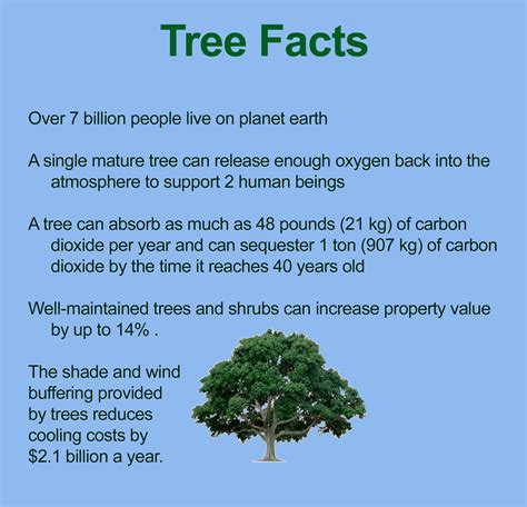 10 Fun Facts About Trees In 2021 Fun Facts 10 Interes