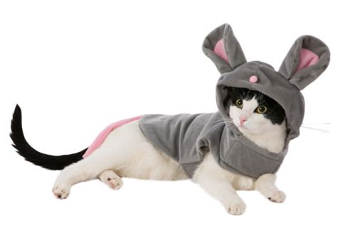 105 Halloween Cat Costumes That Will Make You Smile Small Dog Costumes