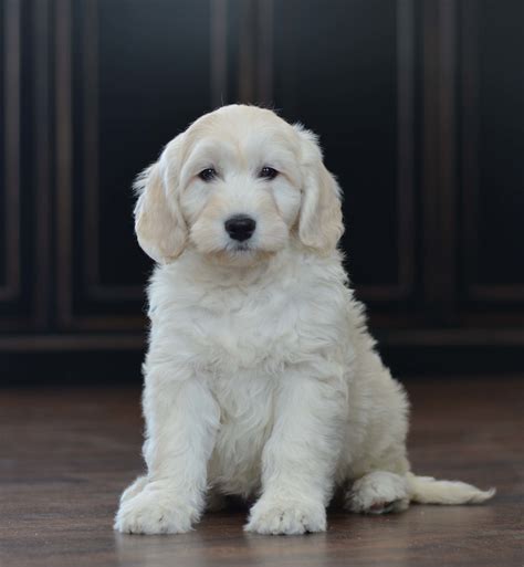 The English Goldendoodle — Doodle Creek