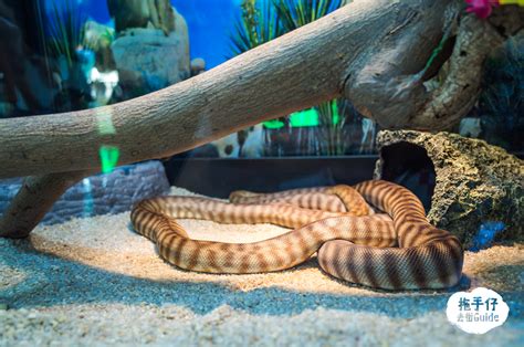 Designed to give you a sense of travelling around the world, the hotel is all about relaxing, discovering and having fun. 【區區都有好公園】熱天不怕 親親可愛爬蟲 屯門公園爬蟲館 室內外都有得玩 - 拖手仔 去街Guide