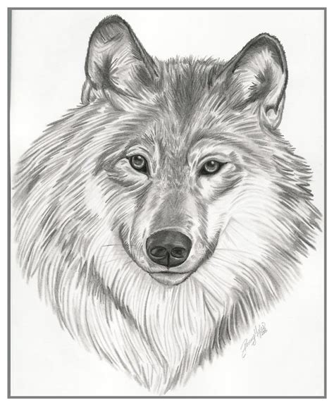 Free Drawings Of Animals, Download Free Drawings Of Animals png images