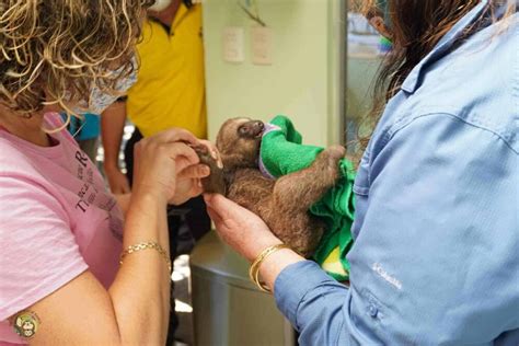 Slothy Sunday Mom And Baby Sloth Electrocuted Saved By Firefighters