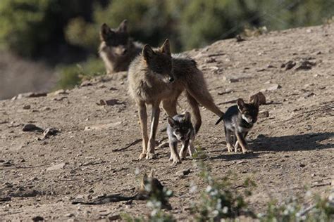 Successful Birth Of Highly Endangered Wolf Pups California Wolf Center