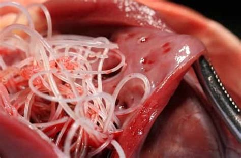 Most pet owners know that heartworms can be a serious problem for dogs. Common Heartworm Symptoms in Dogs You Should Know | Pet Health
