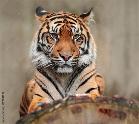 Portrait Of Dangerous Animal Sumatran Tiger Panthera Tigris Sumatrae