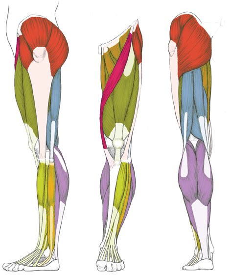 Name Of Muscles In Leg Muscles Back Of Upper Leg Biological Science