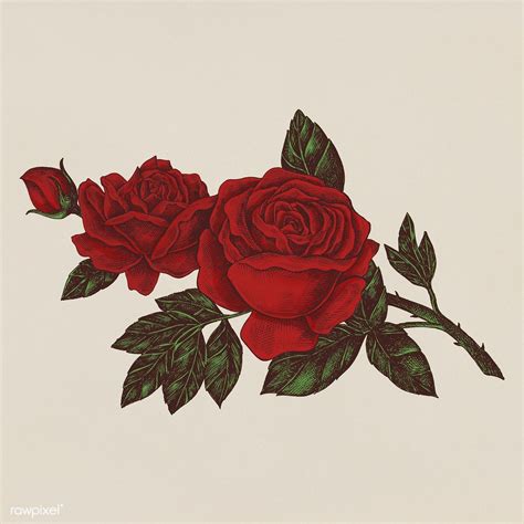 Red Rose Drawing Rose Drawing Tattoo Roses Drawing Rose Illustration