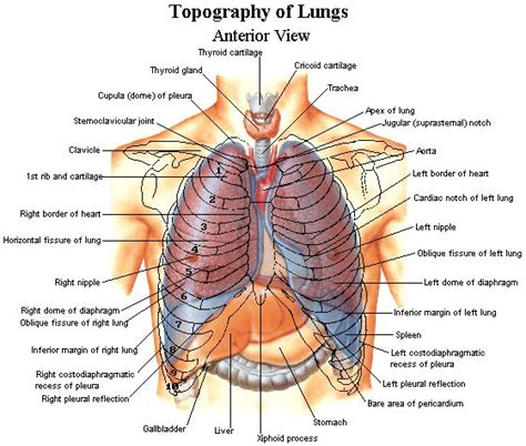Any inflammation or infection in these organs may cause pains in your back and upper abdomen. Topography of Lungs | Anatomy organs, Human body anatomy ...