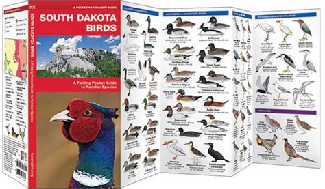 South Dakota Birds Pocket Naturalist Guide