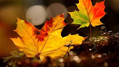 35 Beautiful Autumn Leaves Hd Wallpapers