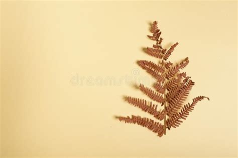 Autumn Fern Leaves On Yellow Background With Copy Space Horizontal