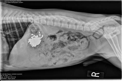 X Rays Reveal Most Bizarre Objects Swallowed By Animals Daily Record